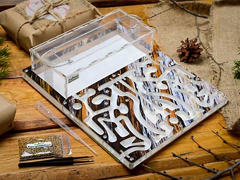 Как стать муравьиным фермером?